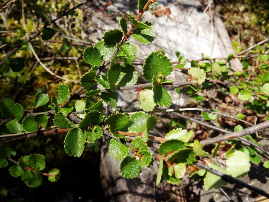 Берёза Betula Nana