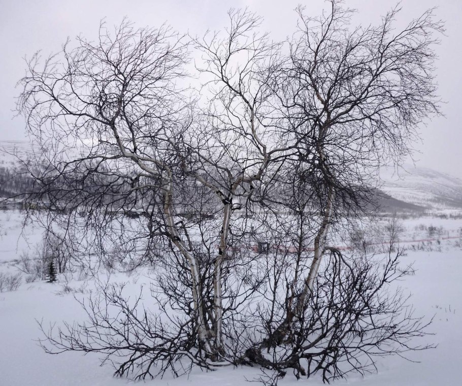 Карликовая береза Северной Америки