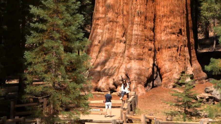 Национальный парк секвойя генерал шерман