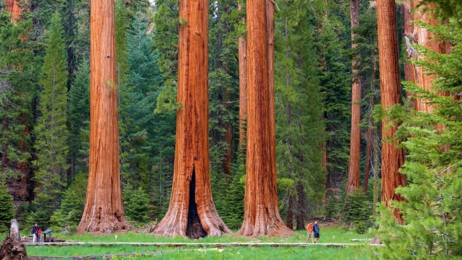 Секвойя человек генерал Шерман