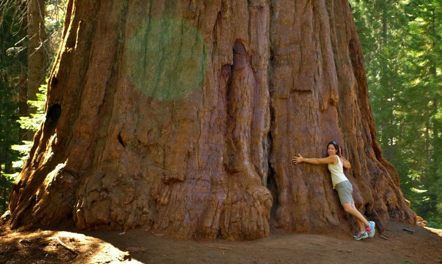 Генерал Шерман (дерево)