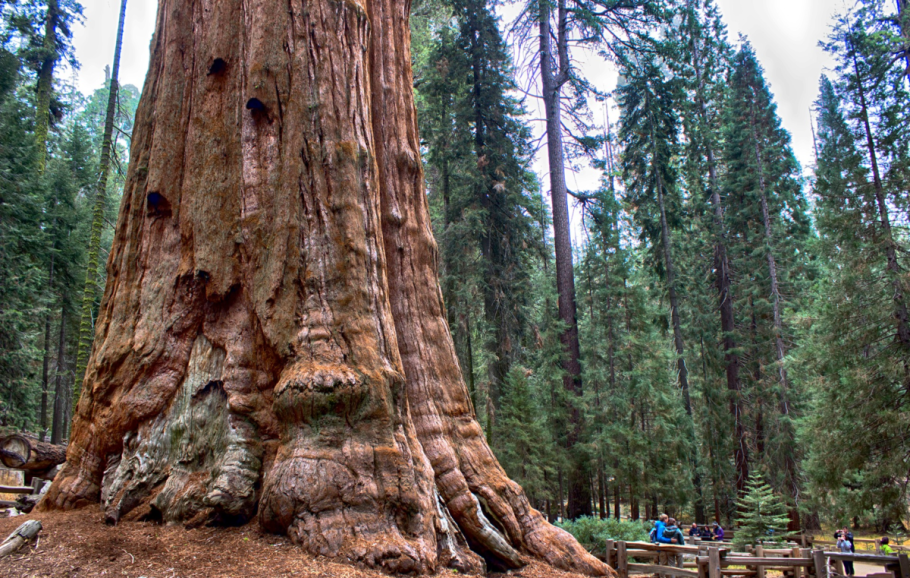 Генерал Шерман (дерево)