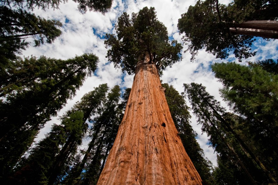 Секвойя вечнозелёная Sequoia sempervirens