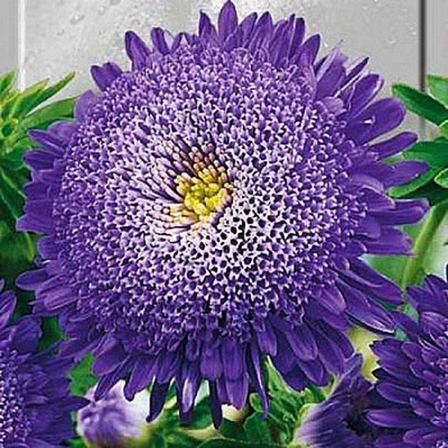 Астра принцесса Сильвия