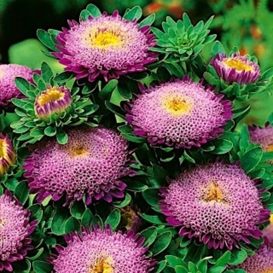 Астра помпонная