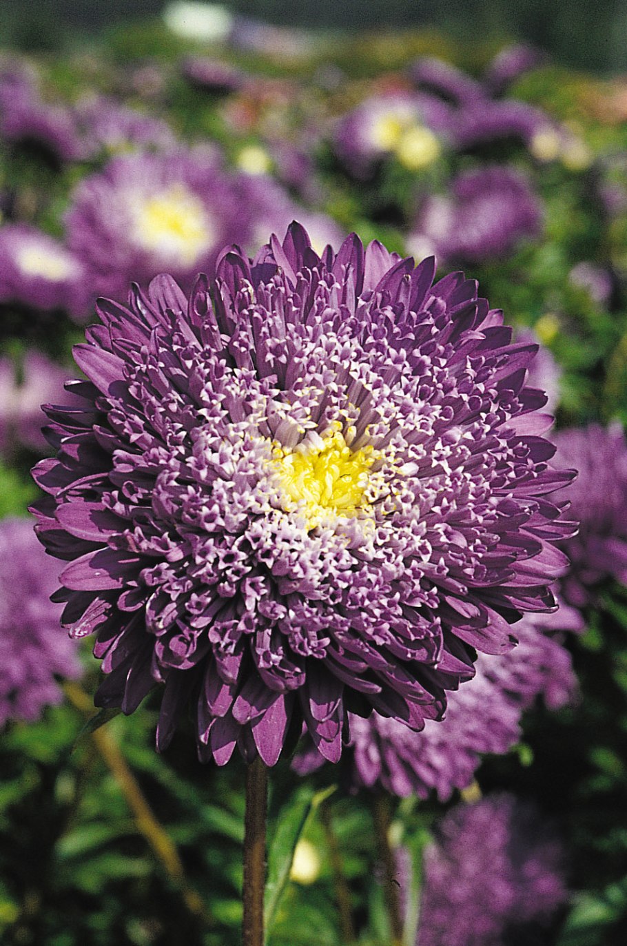 Семена Гавриш Астра принцесса, смесь 0,3 г