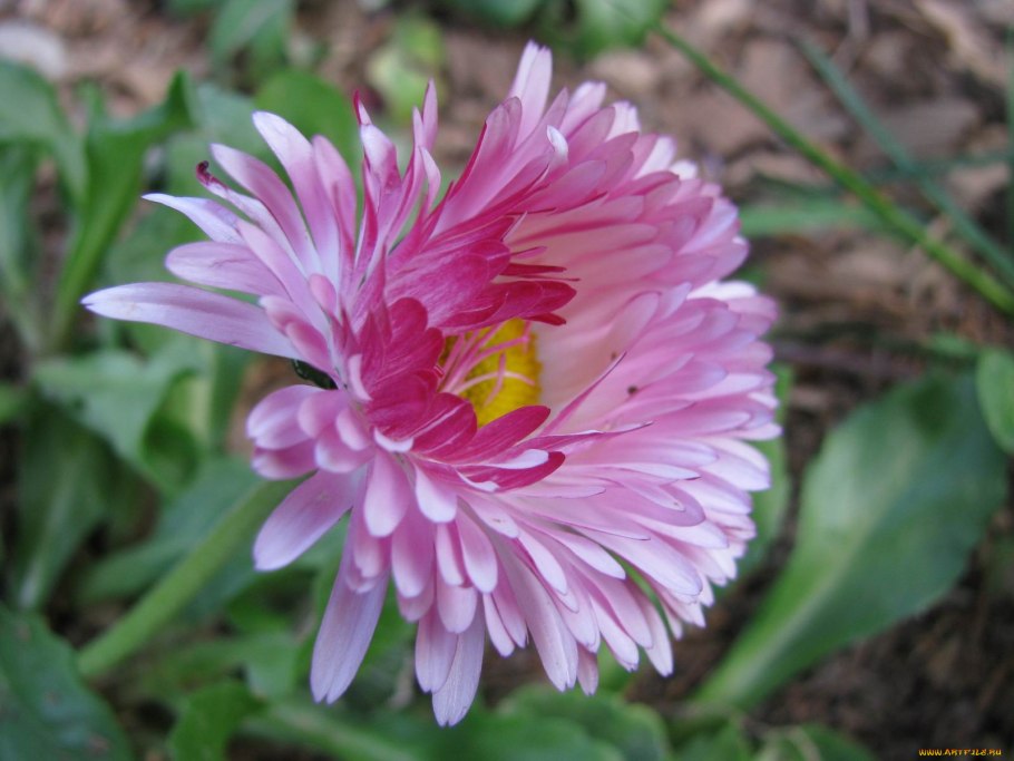 Астра принцесса Линда, тёмно-фиолетовая,