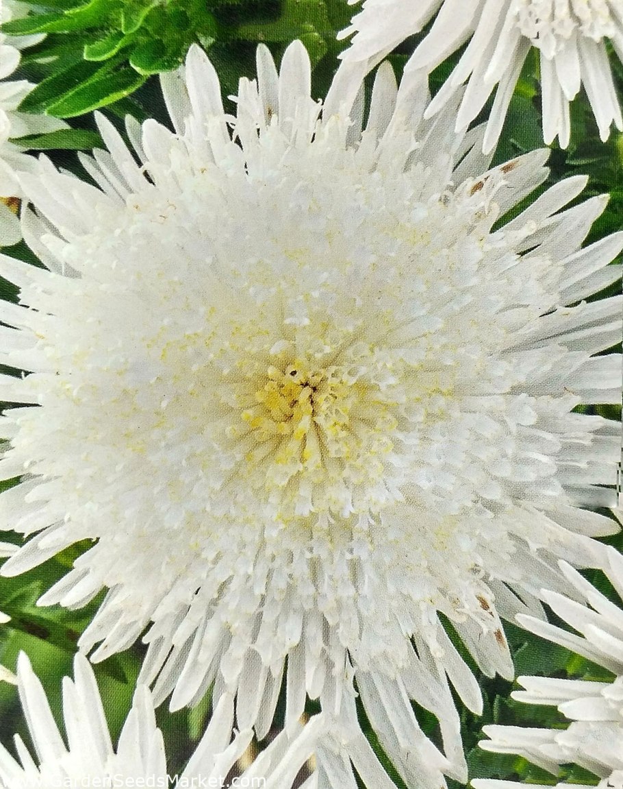 Астра Классик Роуз