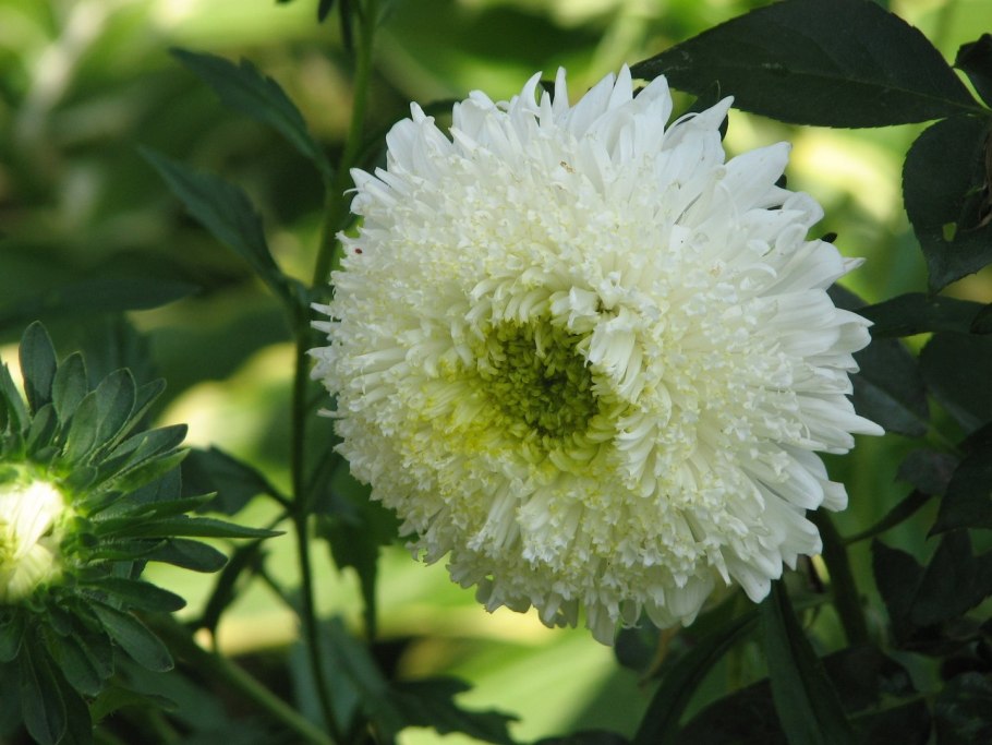 Астра голубая пампушка