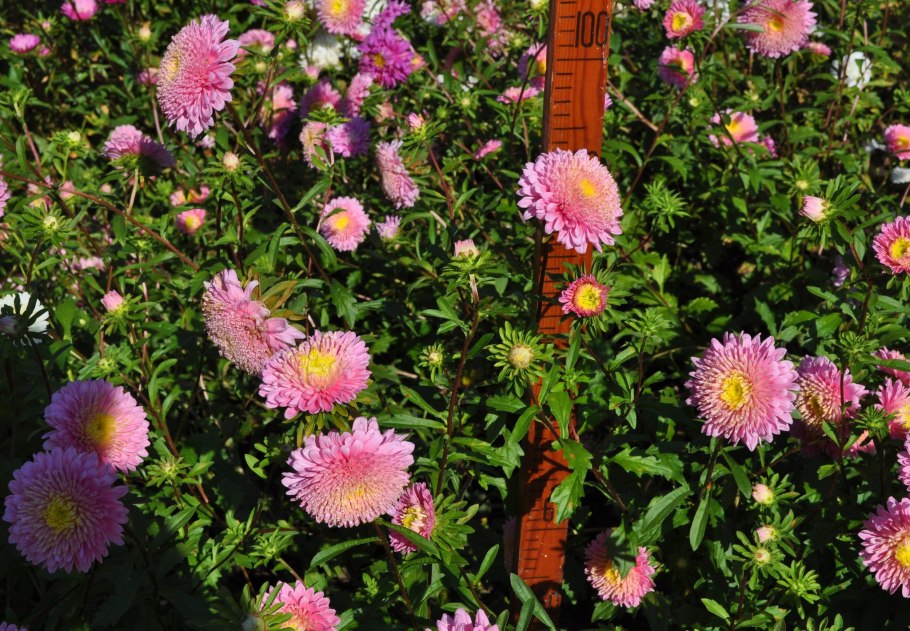 Астра принцесса Рита