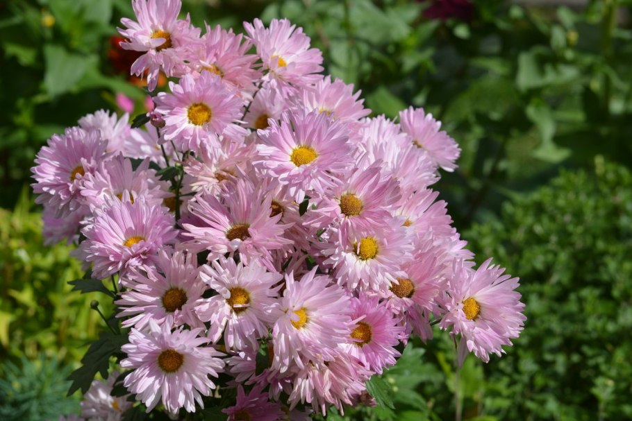 Астра бал принцесс, смесь