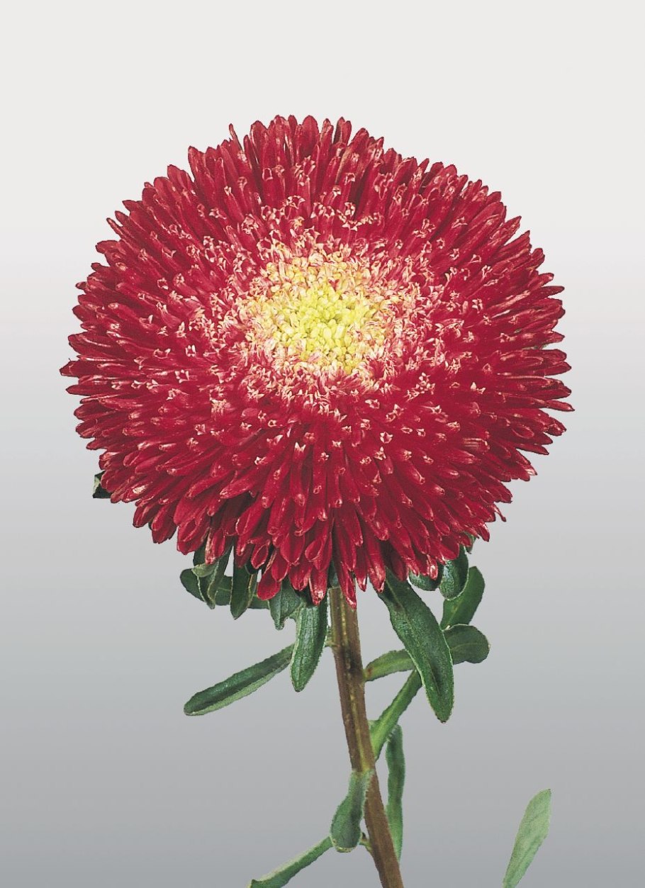 Астра принцесса Коринна