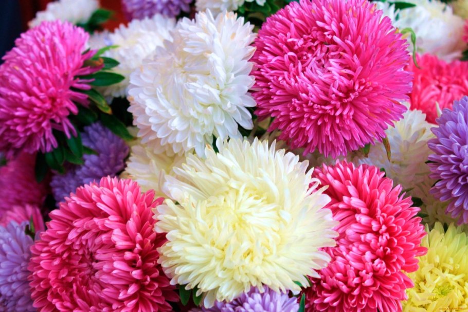 Астра принцесса смесь Семко