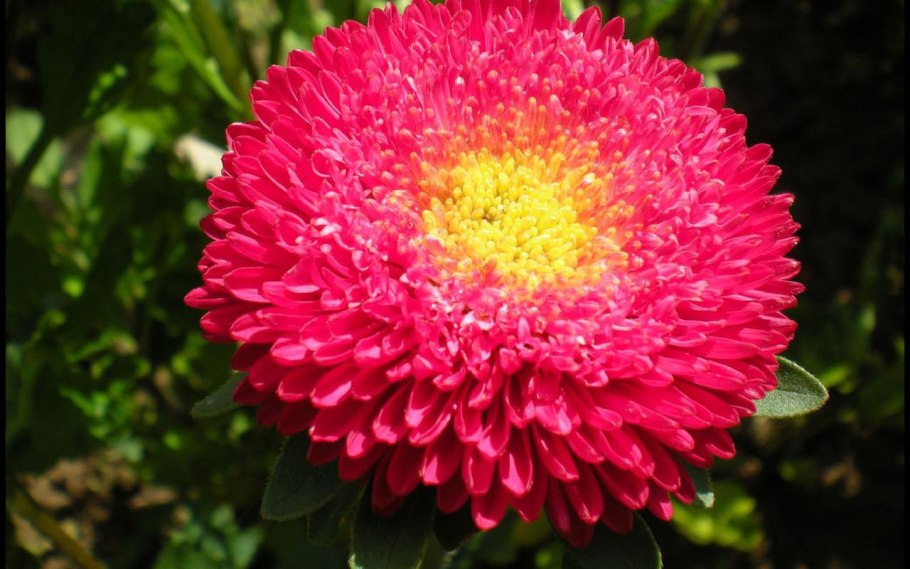 Астра принцесса смесь окрасок