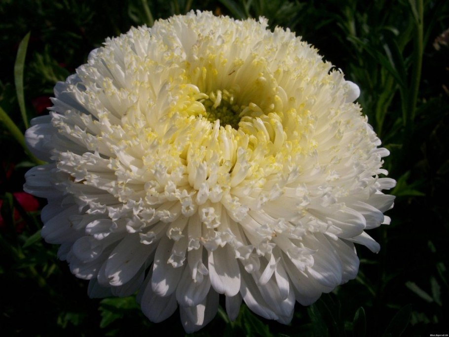 Астра китайская (Callistephus chinensis)