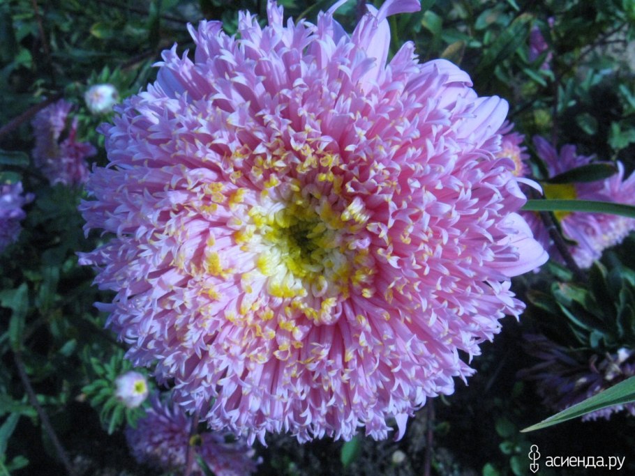 Астра Хавская голубая