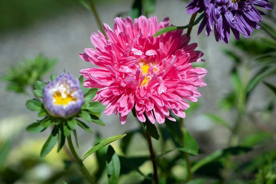 Астра Фламир красный