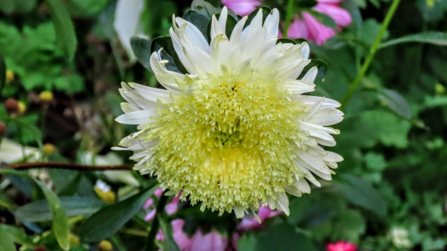 Каллистефус китайский, Астра однолетняя Эстетика