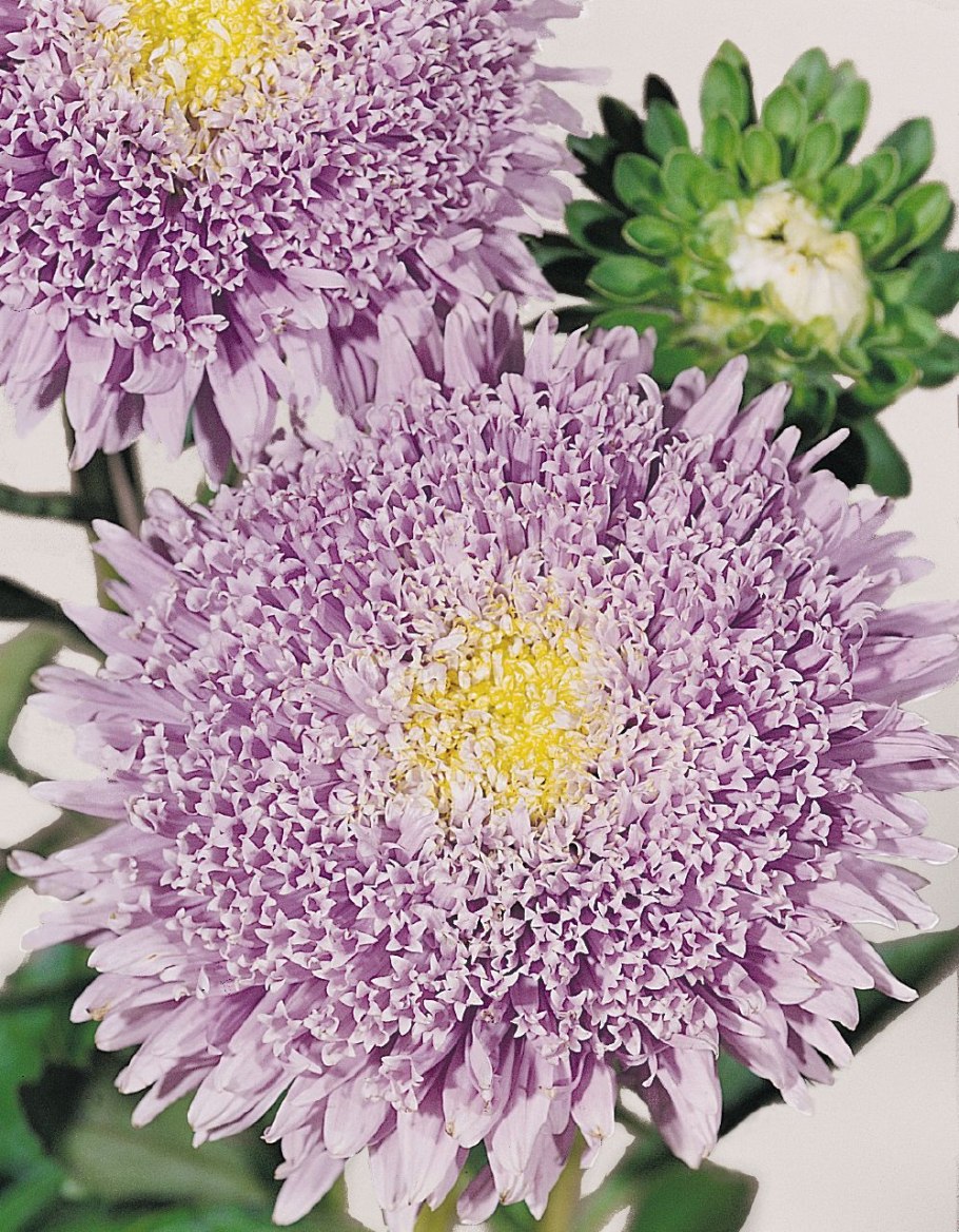 Астра Алиса Аэлита