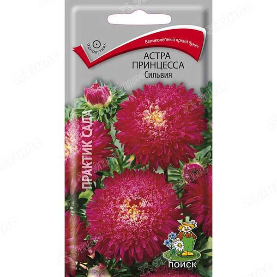 Астра однолетняя (каллистефус)