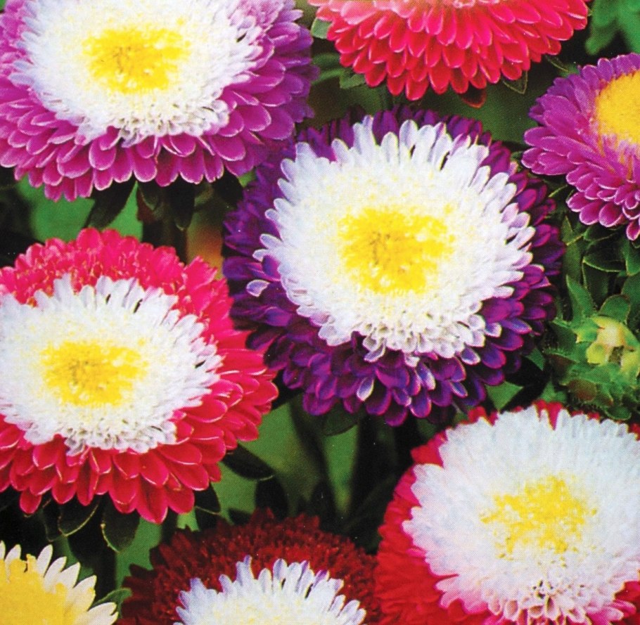 Астра Джуэл