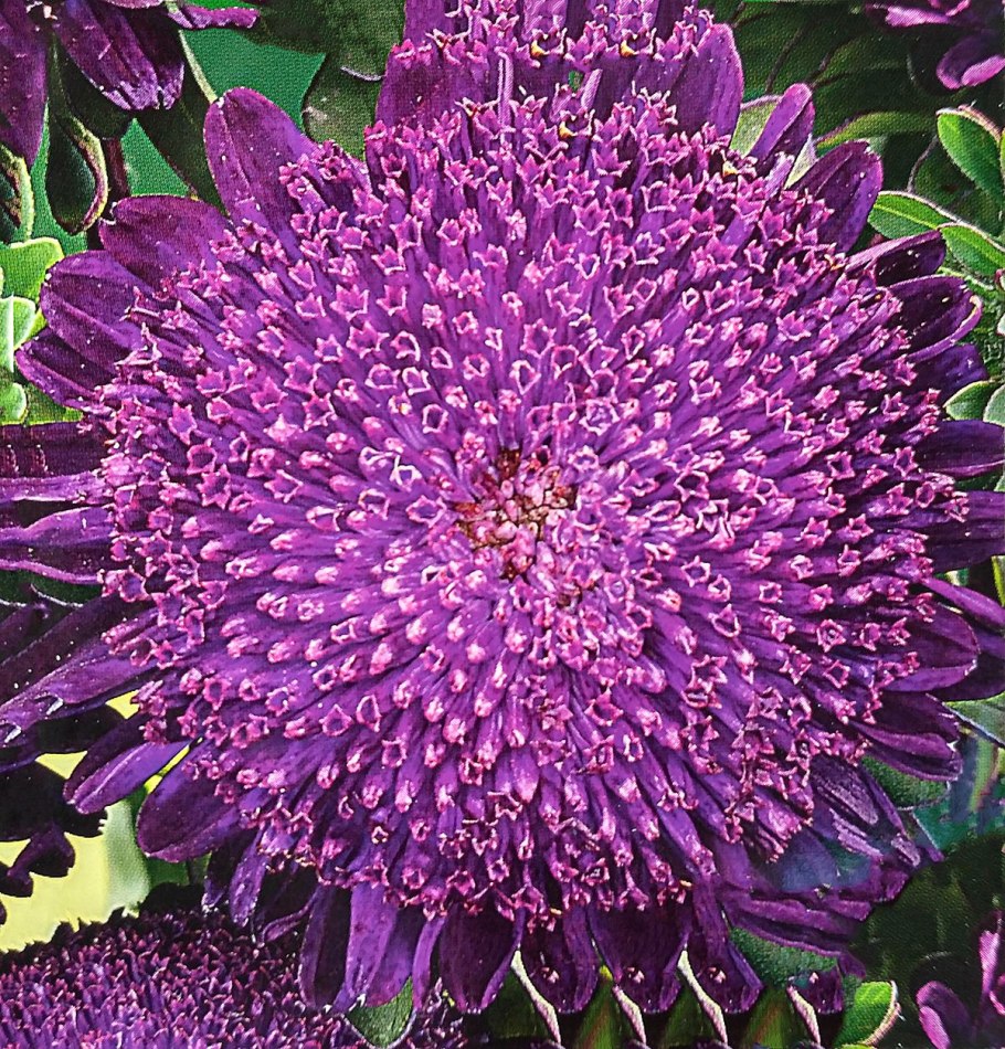 Каллистефус белый