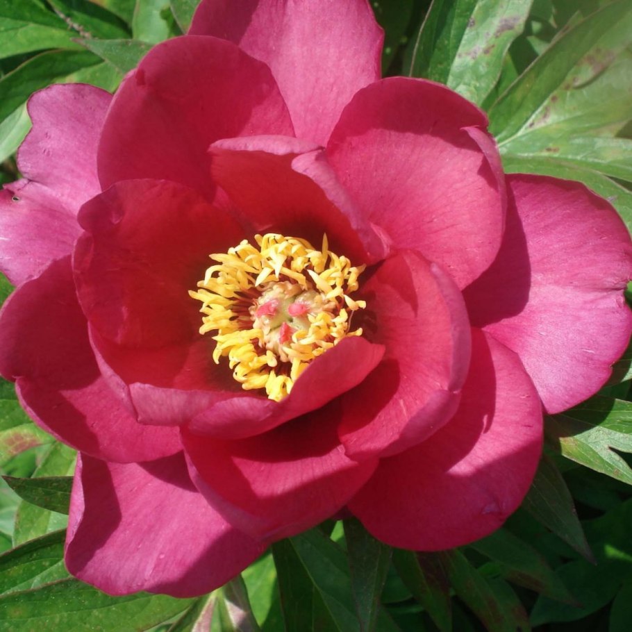 Пион Pink Double Dandy