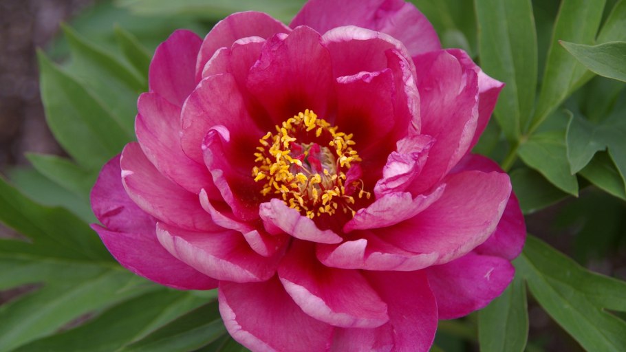 Пион Ито Pink Double Dandy