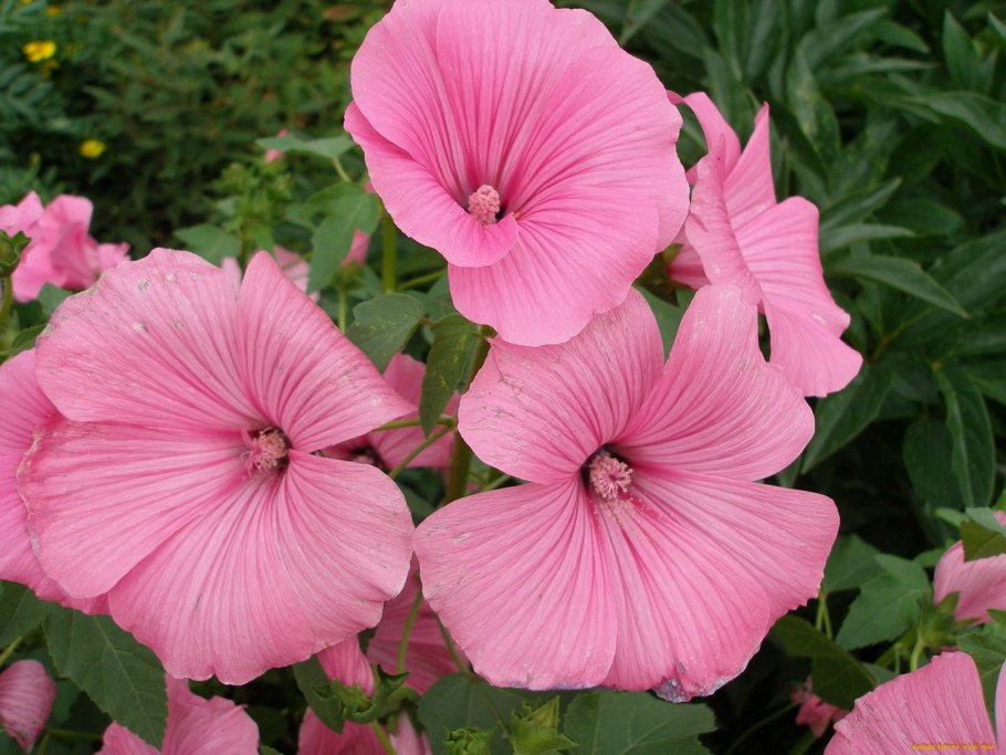 Малопа пурпурная