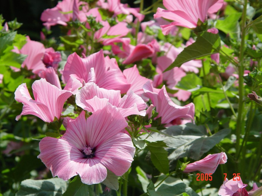 Лаватера (Lavatera)