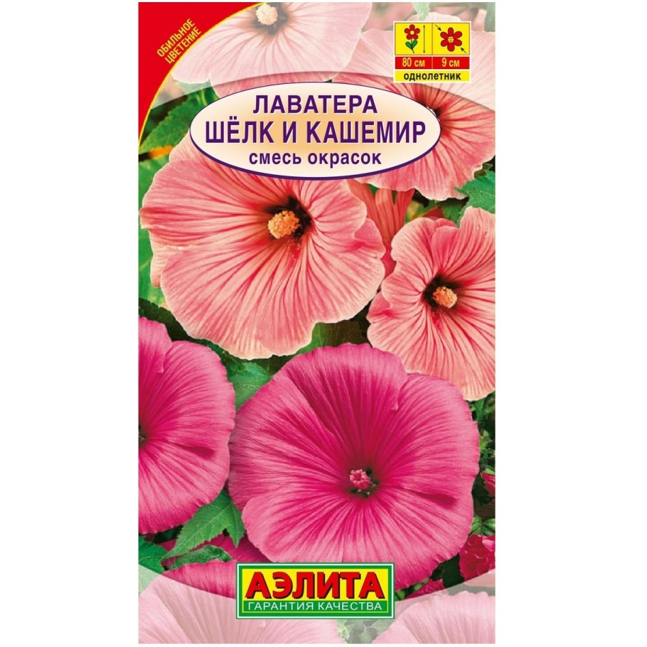 Лаватера "монт Блан"