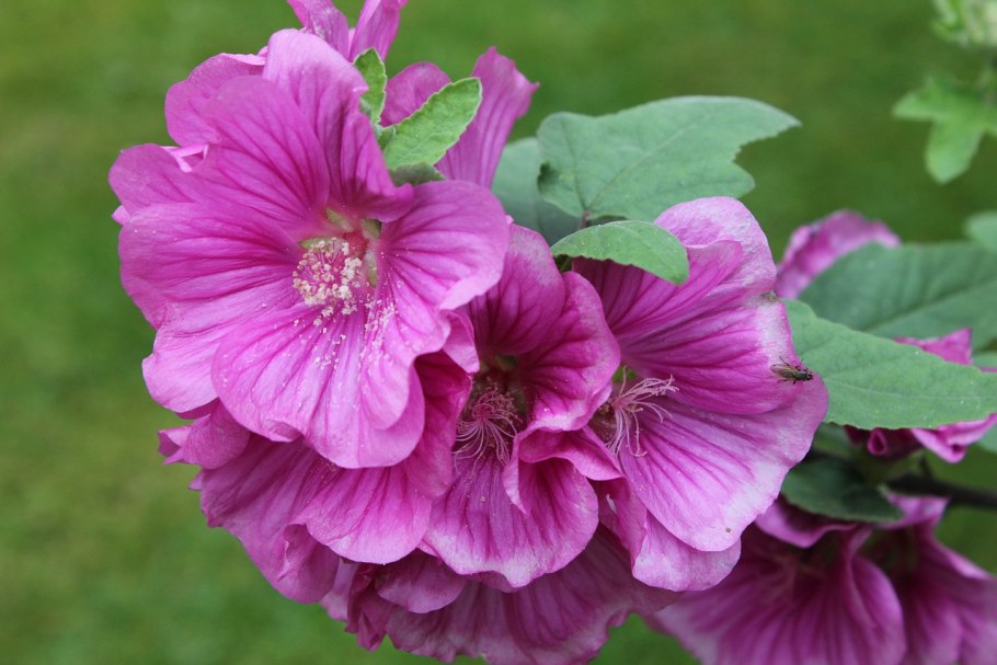 Lavatera 'Barnsley'