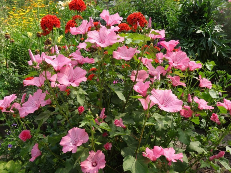 Лаватера хатьма