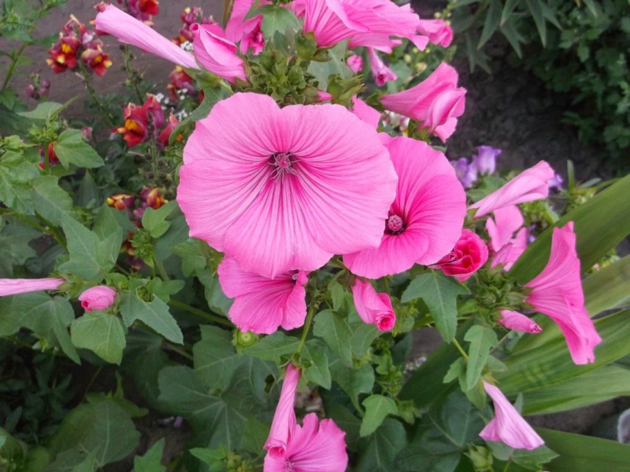 Лаватера Мальвина