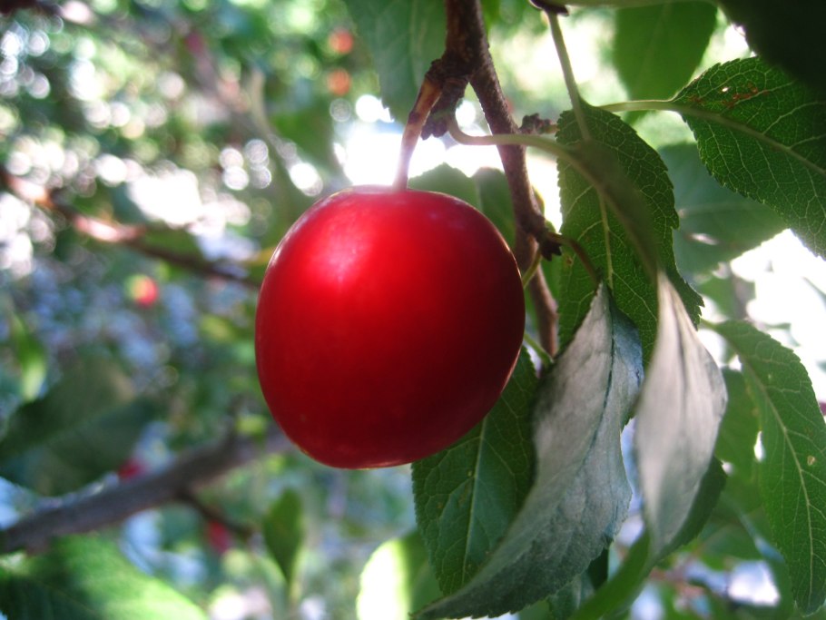 Алыча Дикая красная