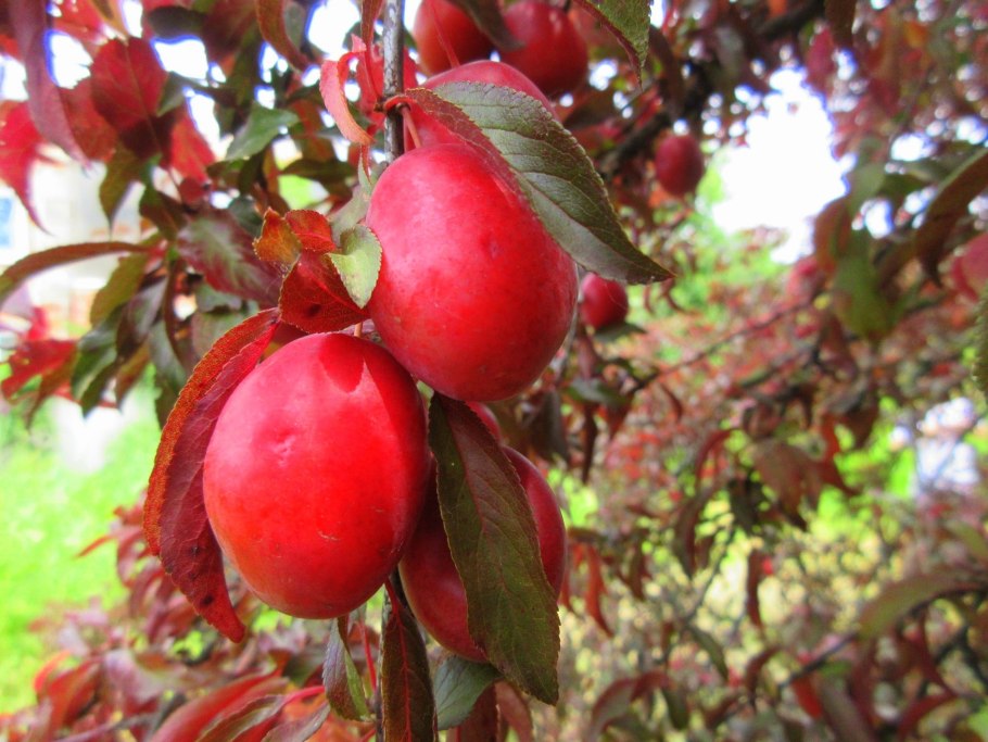 Алыча ягода