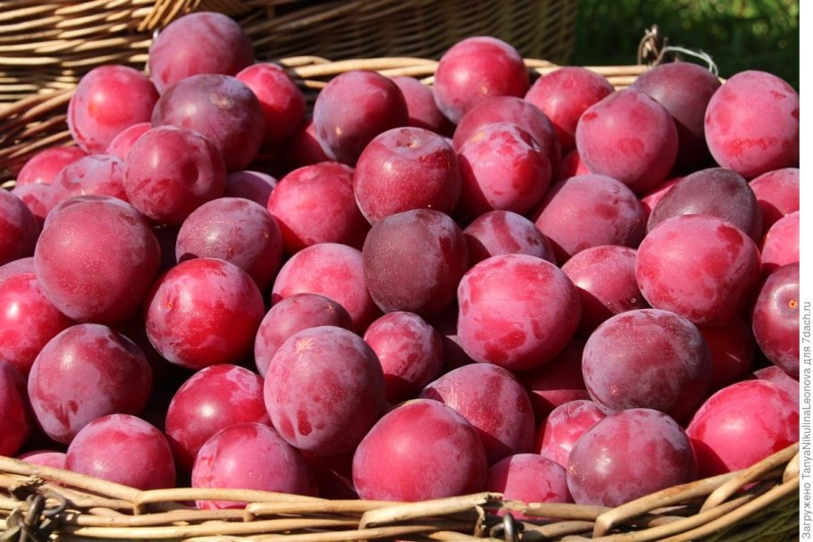 Слива сорт скороспелка красная