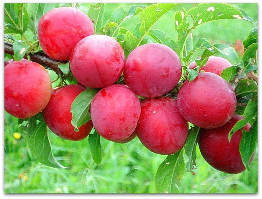 Алыча Сливовидная