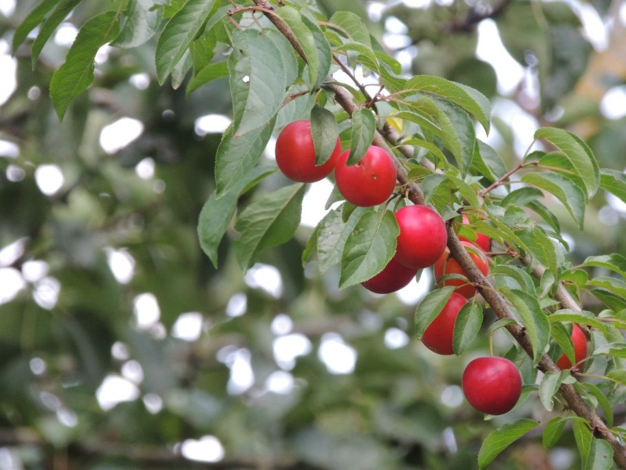 Алыча дичка