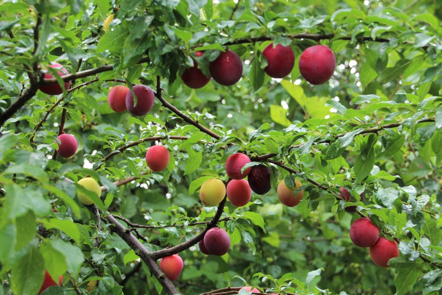 Алыча Мономах