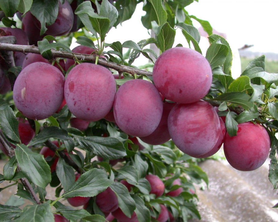 Алыча косточка