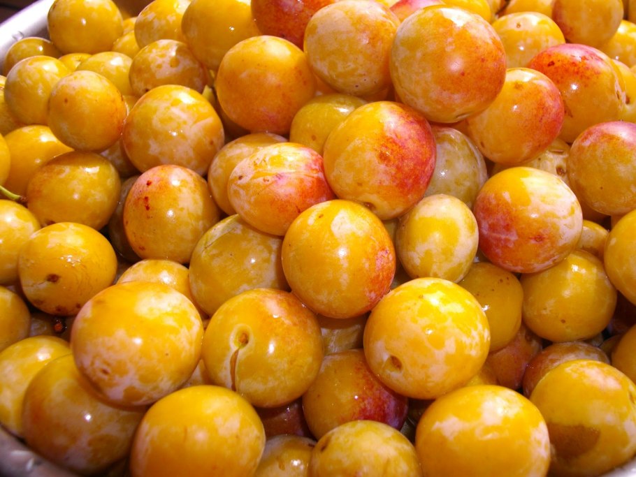 Слива скороспелка красная