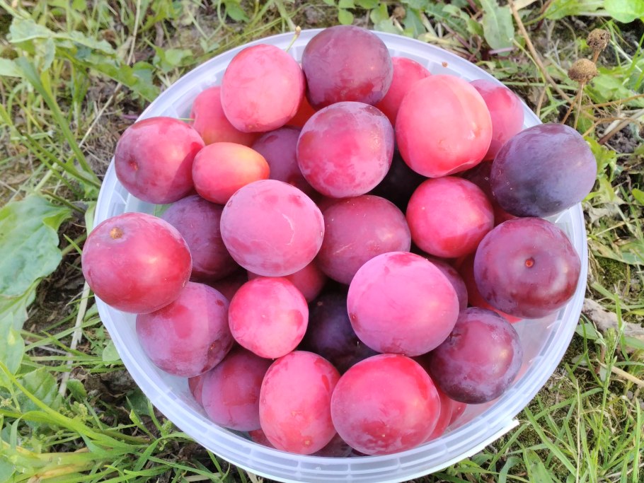 Слива китайская Аленушка