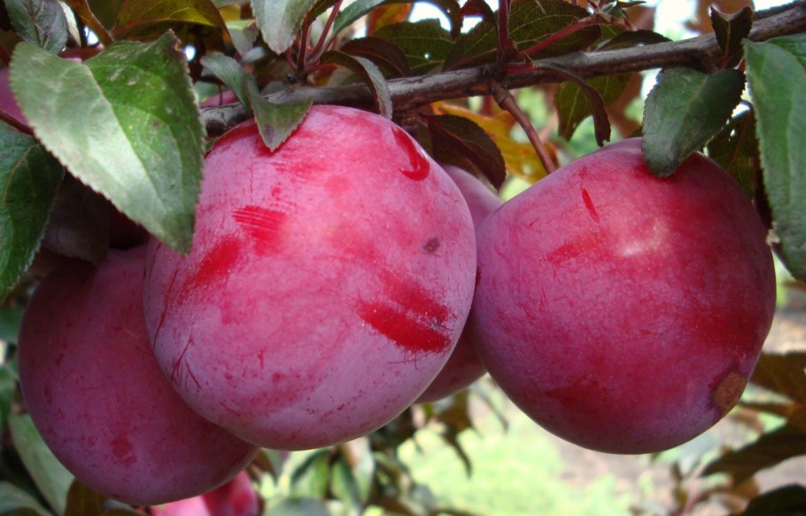 Слива на белом фоне