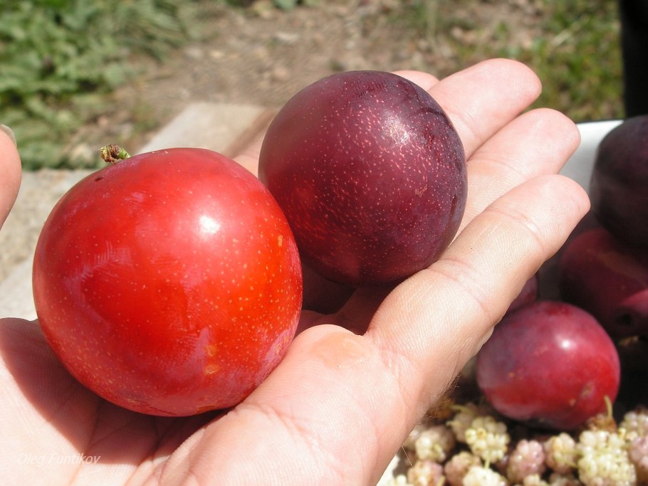 Сливы Россошанская крупноплодная