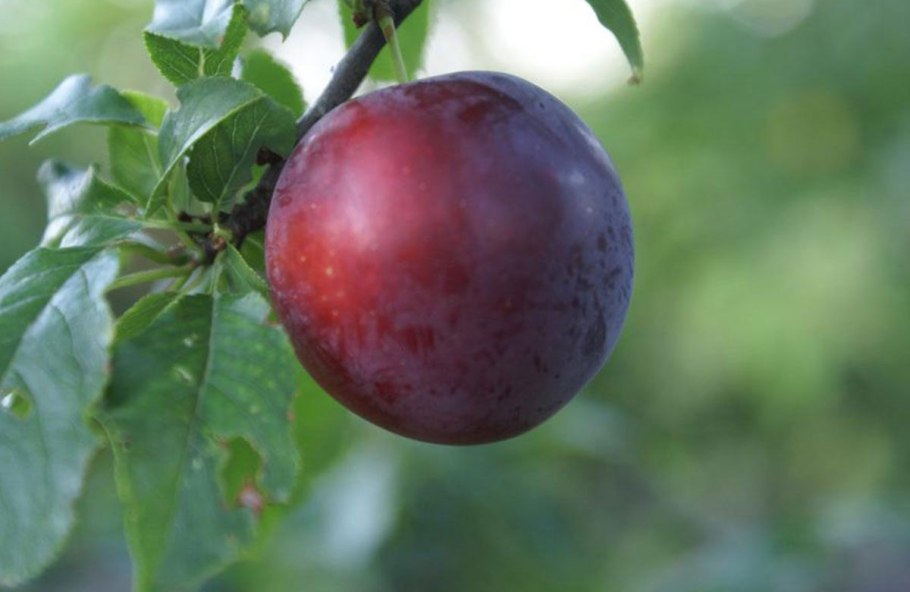 Сорт алычи Кубанская Комета