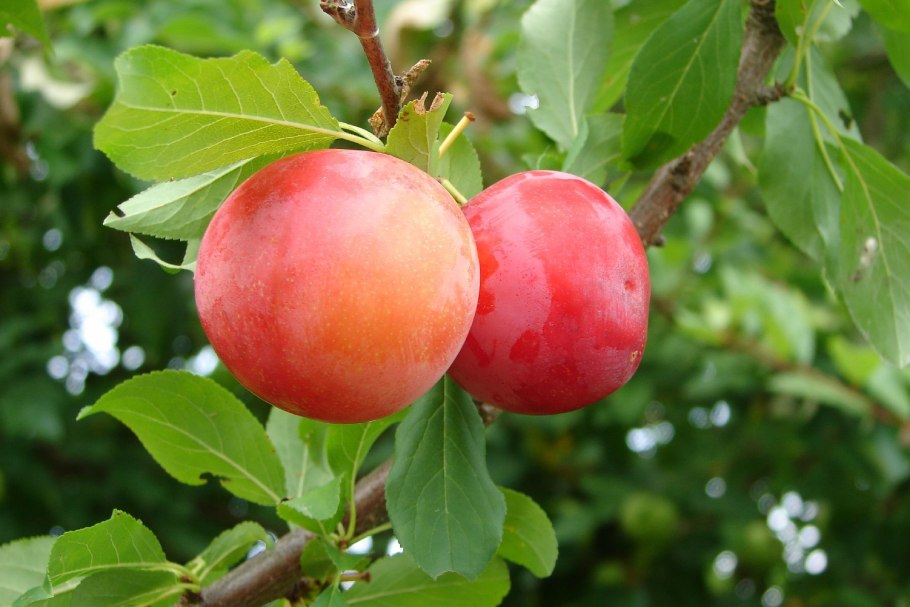 Алыча вишневидная