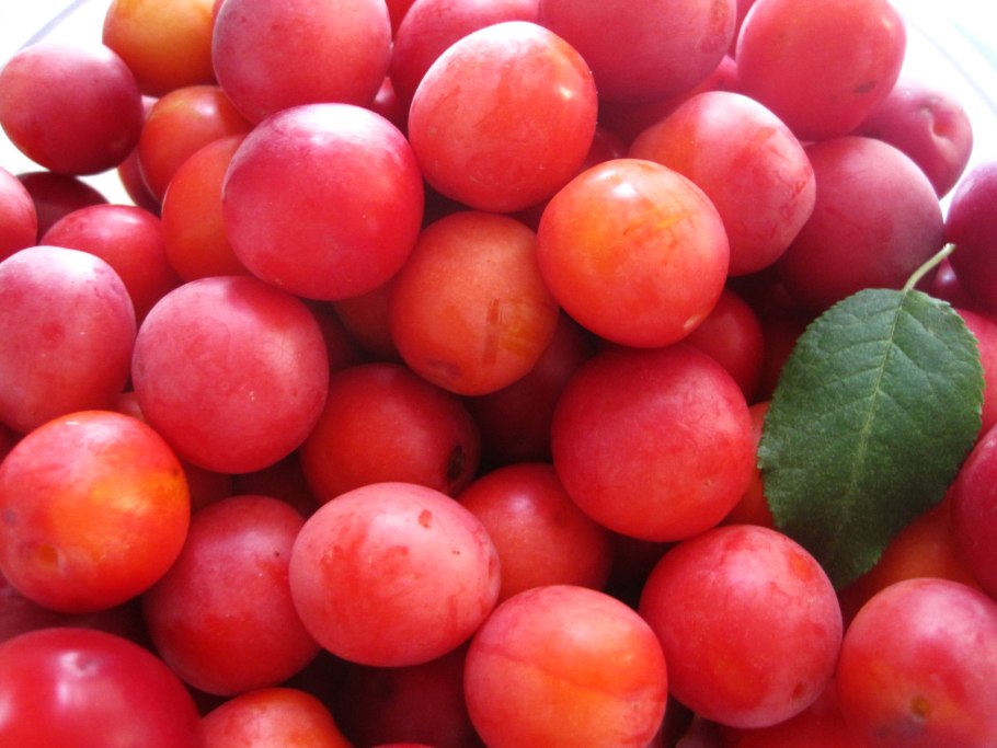 Алыча космос