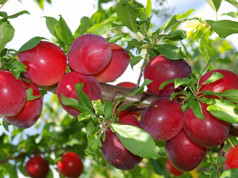 Слива Руби Кранч