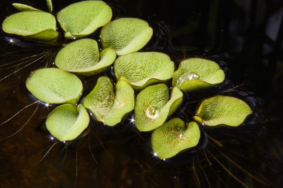 Salvinia oblongifolia